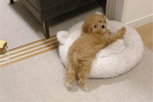 横を通りかかっただけなのに・・。目が合うと「あ、お腹撫でます？どうぞ」と開脚するマルプーに「かわいすぎる！」「撫でたいです～」