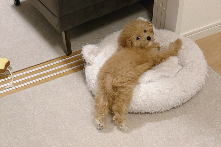 横を通りかかっただけなのに・・。目が合うと「あ、お腹撫でます？どうぞ」と開脚するマルプーに「かわいすぎる！」「撫でたいです～」