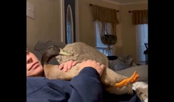 飼い主さんにだっこされるアヒル。なでなでしてもらいながらも・・視線はTVに釘付け！【アメリカ・動画】