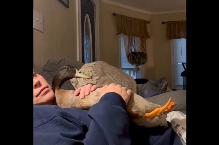 飼い主さんにだっこされるアヒル。なでなでしてもらいながらも・・視線はTVに釘付け！【アメリカ・動画】