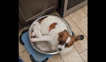 そこはお風呂でもプールでもないよ！愛犬がみんなも使うウォーターボウルに浸かっている！？【アメリカ・動画】