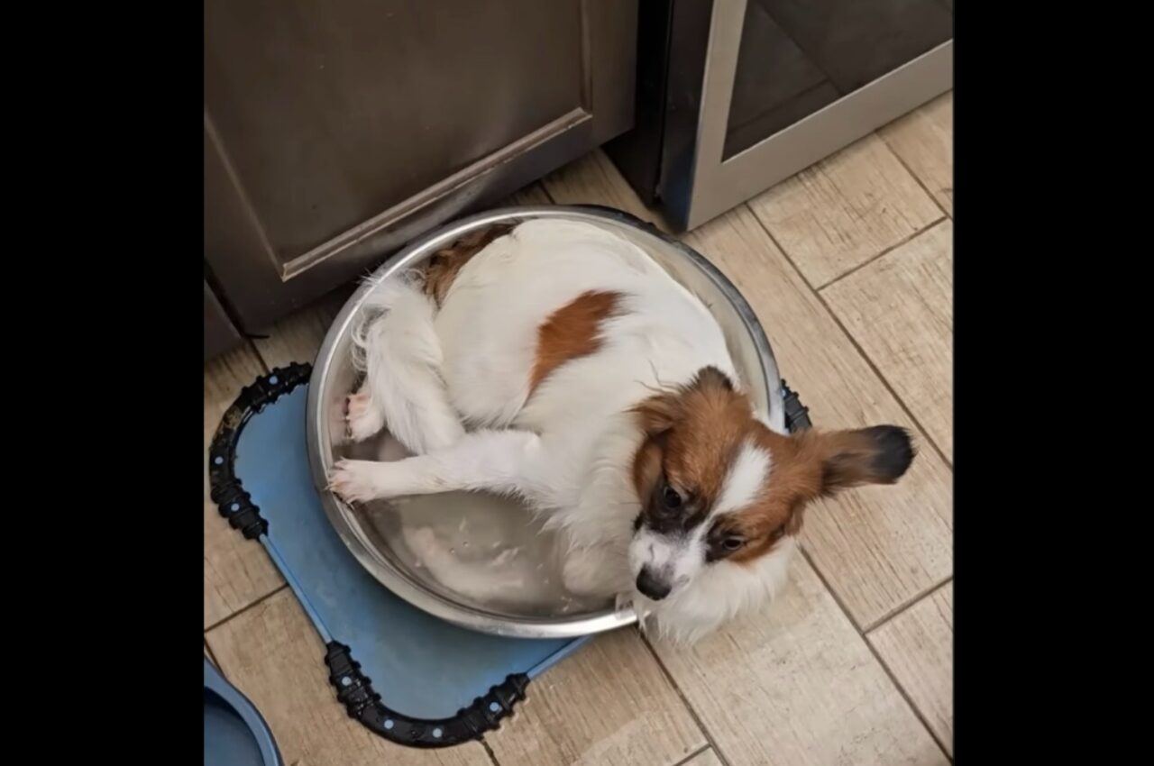 そこはお風呂でもプールでもないよ!愛犬がみんなも使うウォーターボウルに浸かっている!?【アメリカ・動画】