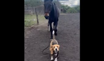 手綱を引いて馬をおさんぽさせる子犬。優しい馬は素直に言うことを聞いてトコトコ！【海外・動画】
