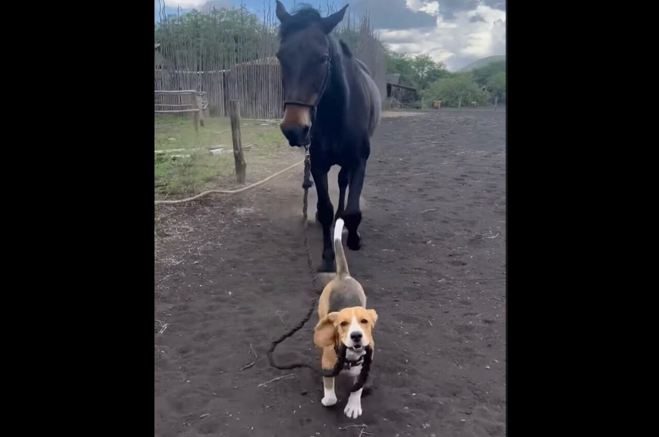 手綱を引いて馬をおさんぽさせる子犬。優しい馬は素直に言うことを聞いてトコトコ!【海外・動画】