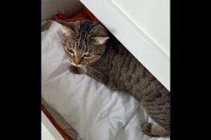 ドレッサーでネコがマジック！引き出しに隠れたと思ったら・・違う場所から現れた！？【海外・動画】