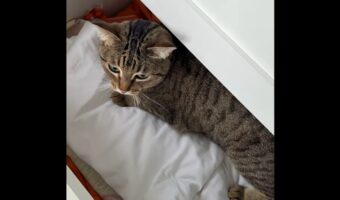 ドレッサーでネコがマジック!引き出しに隠れたと思ったら・・違う場所から現れた!?【海外・動画】