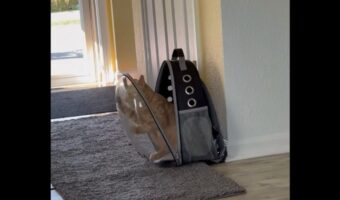 キャリーバッグから脱出を目論むネコ。夢中で窓を引っ掻いているけど・・最初から外には自由に出れるよ？【アメリカ・動画】