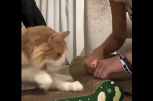 爪とぎ講習を受けるネコ。見よう見まねで・・さっそくマスター！【海外・動画】