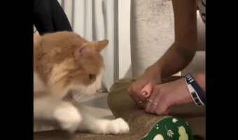 爪とぎ講習を受けるネコ。見よう見まねで・・さっそくマスター!【海外・動画】