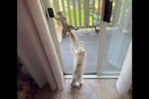 網戸を登るリス。そんなリスがネコは気になる！網戸越しに繰り広げられるやり取りにほっこり【海外・動画】