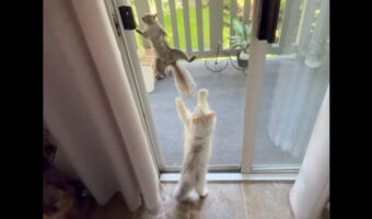 網戸を登るリス。そんなリスがネコは気になる！網戸越しに繰り広げられるやり取りにほっこり【海外・動画】