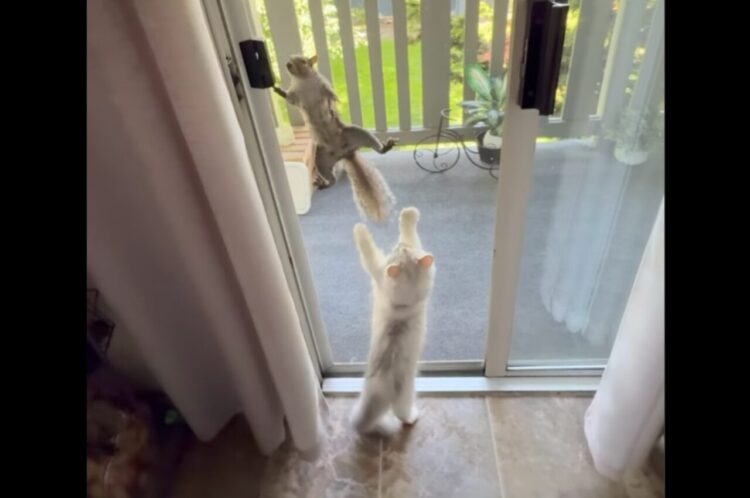 網戸を登るリス。そんなリスがネコは気になる！網戸越しに繰り広げられるやり取りにほっこり【海外・動画】