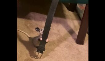 ベルトにつかまりぶら〜ん！オポッサムの赤ちゃんの愛らしい行動に出た理由【アメリカ・動画】