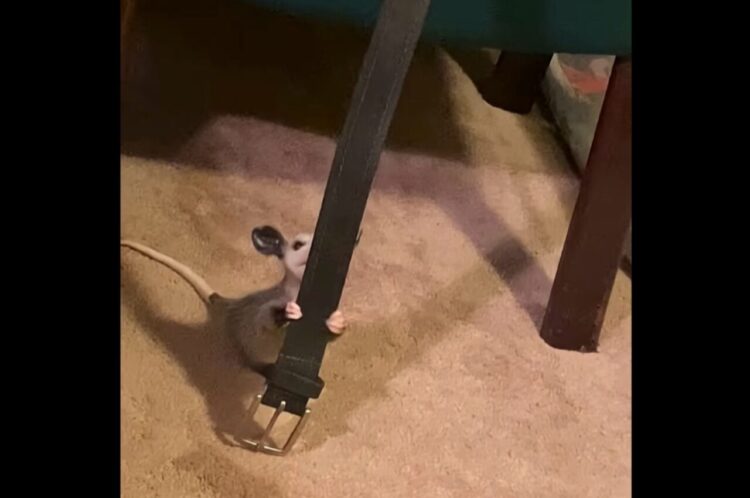 ベルトにつかまりぶら〜ん！オポッサムの赤ちゃんの愛らしい行動に出た理由【アメリカ・動画】