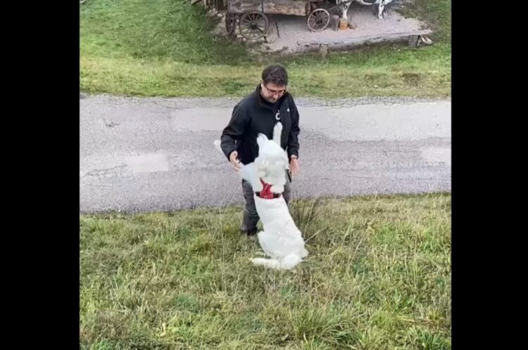 抱きつく場所が悪かった！？パパさんと愛犬がふたりそろって斜面から転がり落ちた！！【海外・動画】