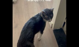 ネコの前でもう1匹の愛猫の名前を呼ぶと・・。嫉妬して怒ってる！？【海外・動画】