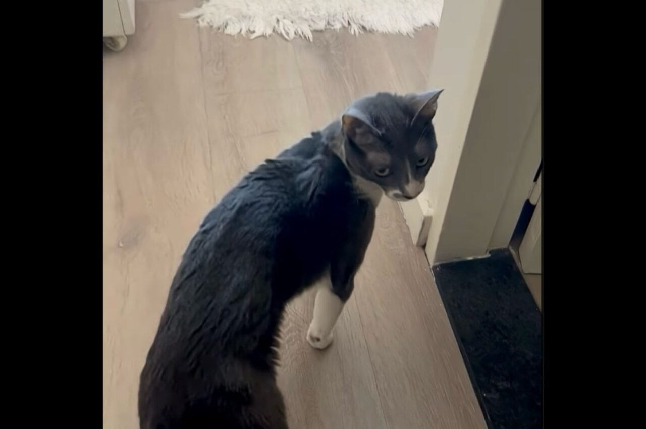 ネコの前でもう1匹の愛猫の名前を呼ぶと・・。嫉妬して怒ってる!?【海外・動画】