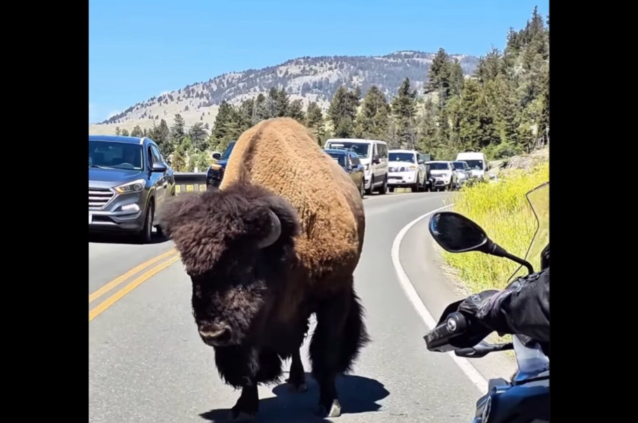 バイクの前で足を止めたバイソン。優しく声をかけると・・素直に移動してくれました!!【アメリカ・動画】