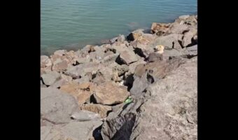 映像のどこかにネコがいる!?日光浴中のまどろむ姿を発見できますか?【海外・動画】
