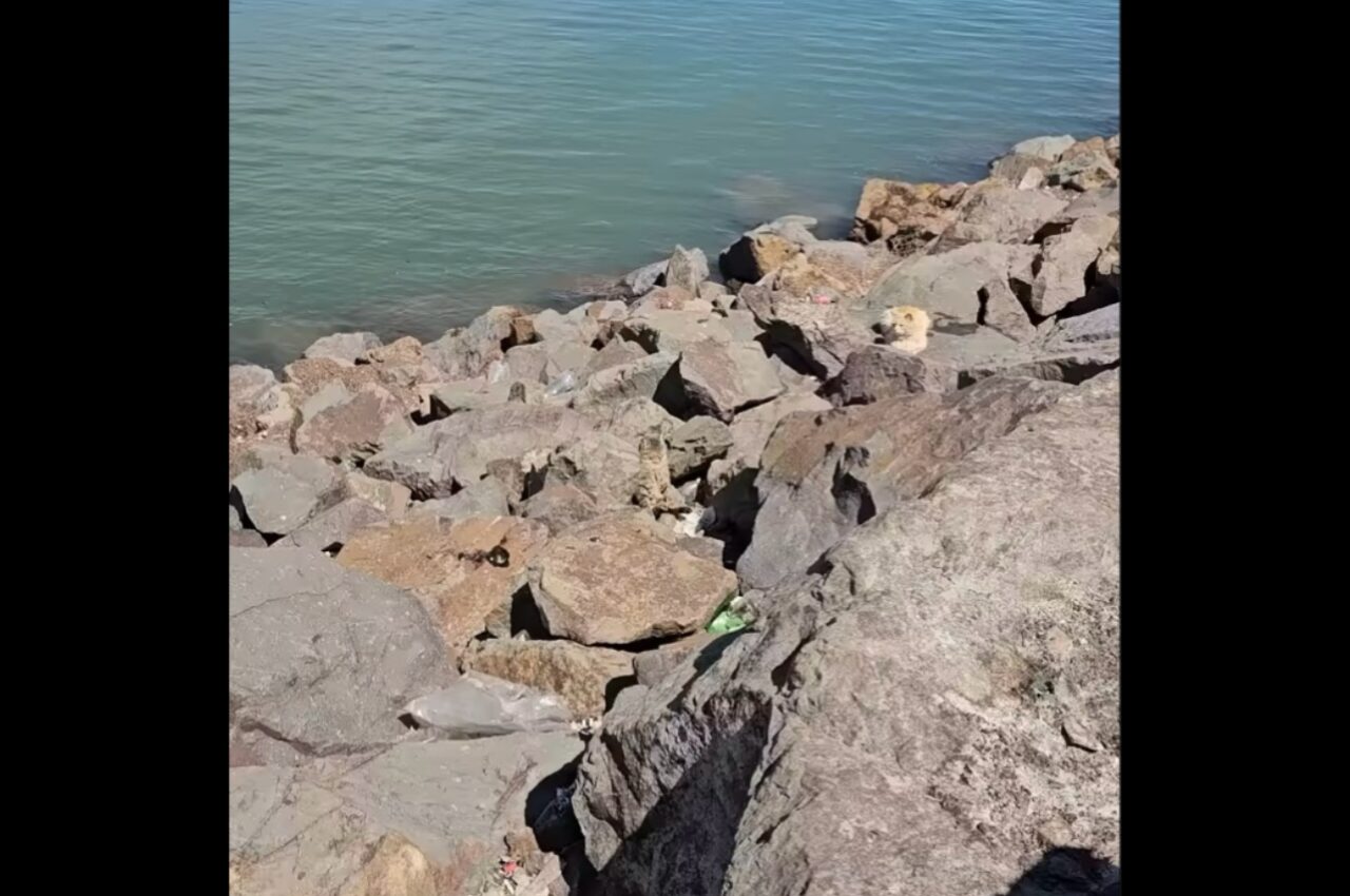 映像のどこかにネコがいる!?日光浴中のまどろむ姿を発見できますか?【海外・動画】