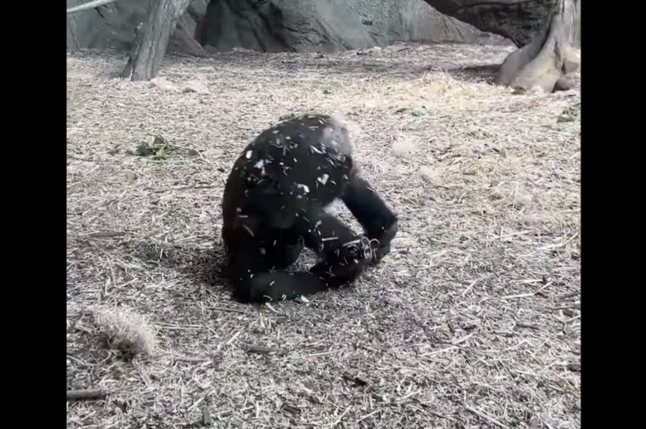 でんぐり返しでコロコロ・・。赤ちゃんゴリラがどこまでも転がっていく~!【カナダ・動画】