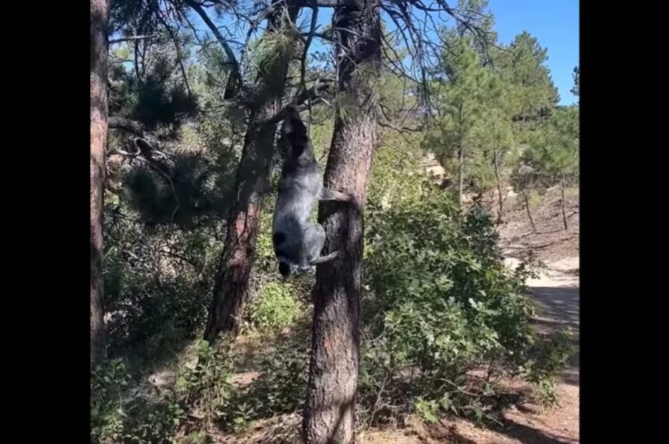 いい枝発見！高い位置にある木の枝を狙うブルーヒーラーがぶら下がって全力で綱引き！！【アメリカ・動画】