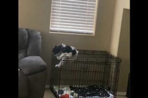 ケージから脱出！子犬が抜け出すことにした場所は・・天井部分！？【海外・動画】