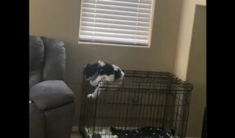 ケージから脱出!子犬が抜け出すことにした場所は・・天井部分!?【海外・動画】