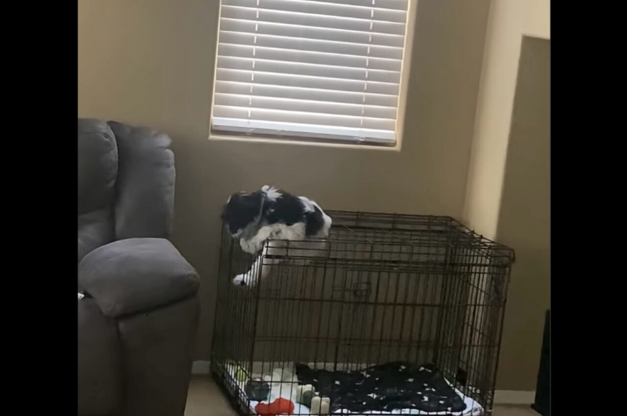 ケージから脱出!子犬が抜け出すことにした場所は・・天井部分!?【海外・動画】