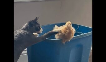 ネコはヒヨコが気になってたまらない！顔を寄せて観察したり、おててを伸ばして優しくタッチ！【アメリカ・動画】