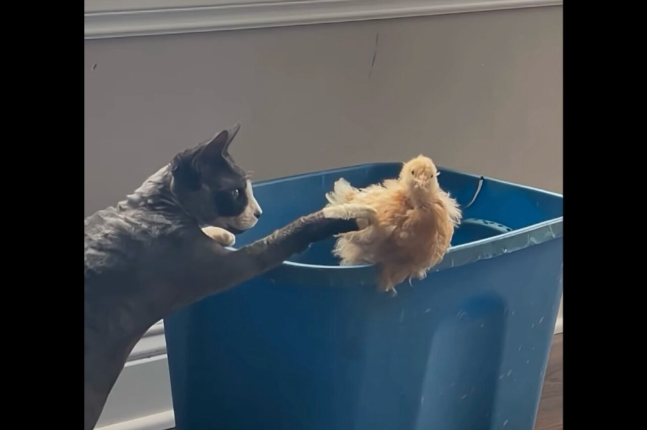 ネコはヒヨコが気になってたまらない！顔を寄せて観察したり、おててを伸ばして優しくタッチ！【アメリカ・動画】