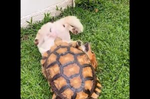 仲良しなイヌとカメ！カプッとしたりのしかかったり、じゃれ合う姿は正にきょうだい【海外・動画】