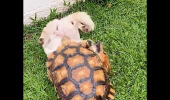 仲良しなイヌとカメ！カプッとしたりのしかかったり、じゃれ合う姿は正にきょうだい【海外・動画】