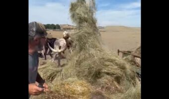 巨大な角が大活躍！男性が干し草を手でほぐしていたら・・雄ウシに後退させられた！？【アメリカ・動画】