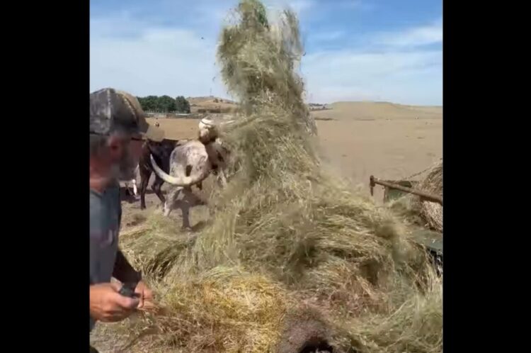 巨大な角が大活躍！男性が干し草を手でほぐしていたら・・雄ウシに後退させられた！？【アメリカ・動画】