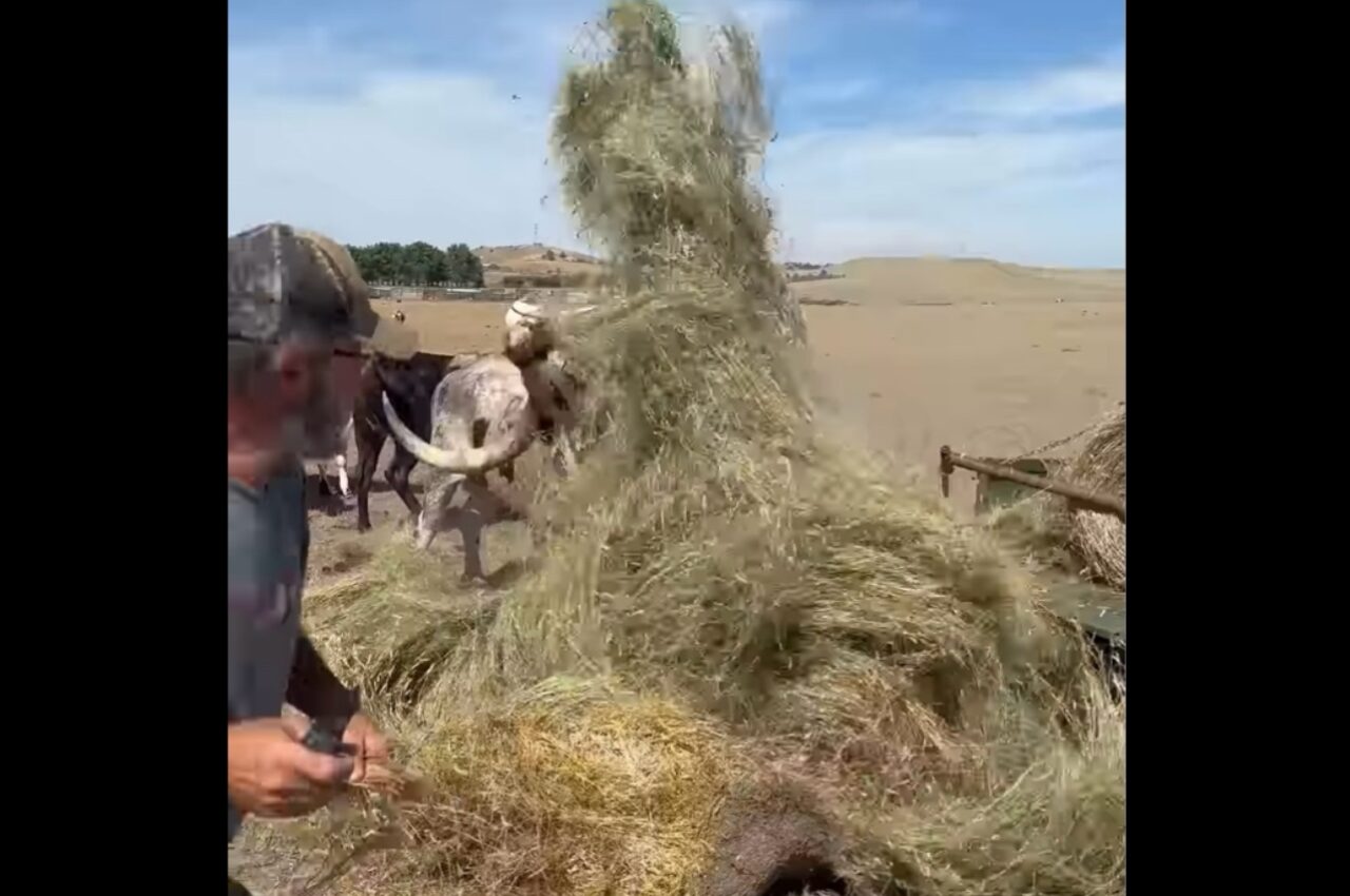 巨大な角が大活躍!男性が干し草を手でほぐしていたら・・雄ウシに後退させられた!?【アメリカ・動画】