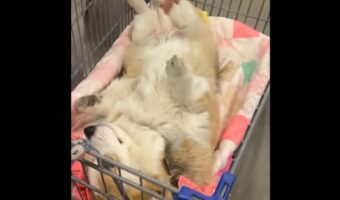 ホームセンターでコーギーが歩くのを拒否した結果・・。カートに作った即席ベッドが登場！！【アメリカ・動画】