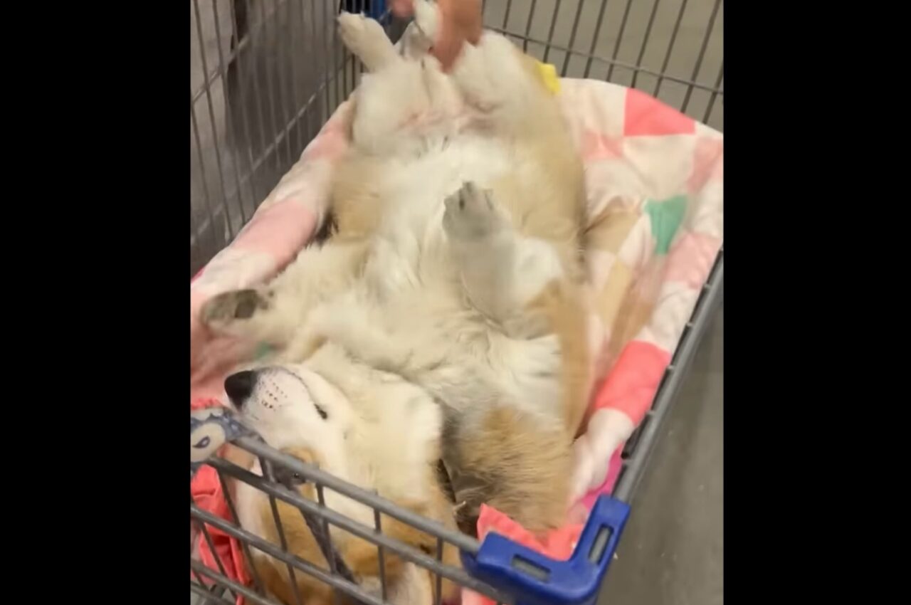 ホームセンターでコーギーが歩くのを拒否した結果・・。カートに作った即席ベッドが登場!!【アメリカ・動画】