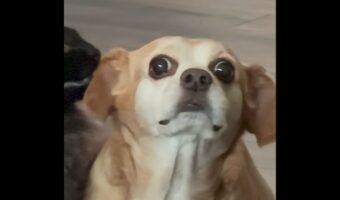 目を見開き固まっているイヌ。その理由は・・ネコに耳のにおいをクンクン嗅がれていたから！？【アメリカ・動画】