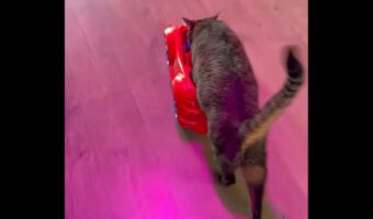 愛車におててをかけてドライブを楽しむネコ。でも・・方向転換はちょっぴり苦手？