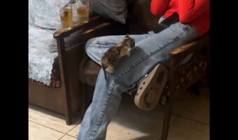 飼い主さんの足登りを楽しむ子猫。ジーンズに爪をひっかけながらよいしょ、よいしょ！【海外・動画】