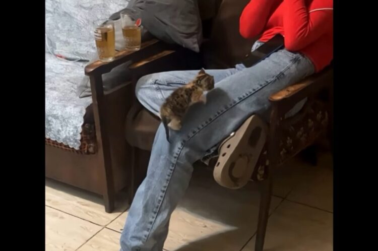 飼い主さんの足登りを楽しむ子猫。ジーンズに爪をひっかけながらよいしょ、よいしょ！【海外・動画】