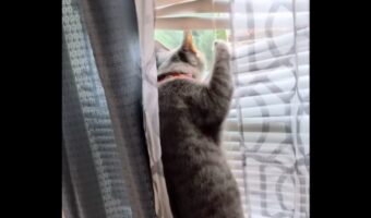 ネコは窓の外が気になる！背伸びしても見えないので・・ブラインドに飛びついた！【アメリカ・動画】