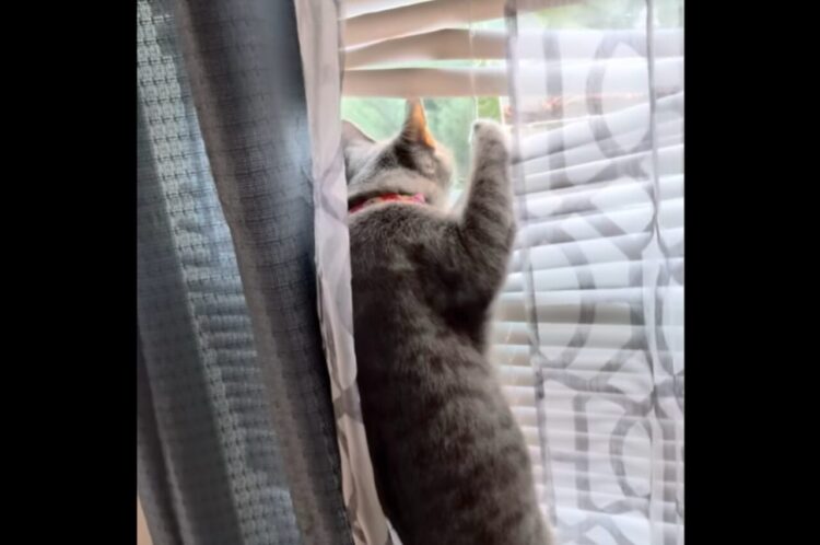 ネコは窓の外が気になる！背伸びしても見えないので・・ブラインドに飛びついた！【アメリカ・動画】