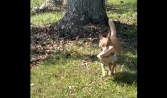 荷物を取りに行ってくれ・・た？口に荷物をくわえて運んできた愛犬が、最後は雑にポイッ！【アメリカ・動画】