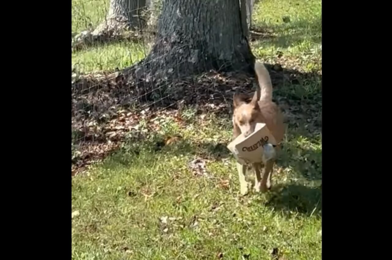 荷物を取りに行ってくれ・・た?口に荷物をくわえて運んできた愛犬が、最後は雑にポイッ!【アメリカ・動画】