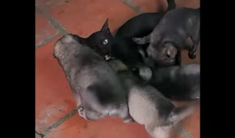 遊んで！遊んで！遊ぼ！遊んで！4匹の子犬たちが群がる相手は・・ネコ！【海外・動画】