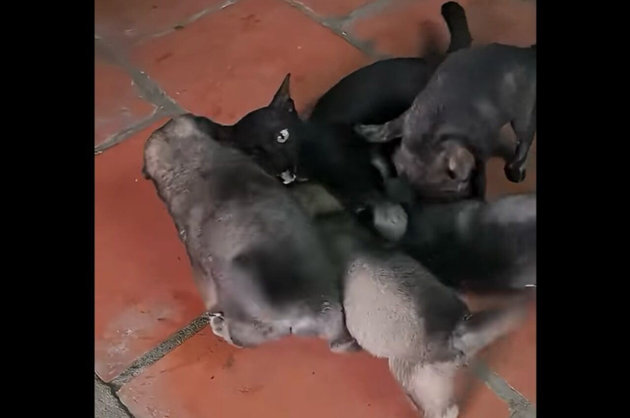 遊んで!遊んで!遊ぼ!遊んで!4匹の子犬たちが群がる相手は・・ネコ!【海外・動画】