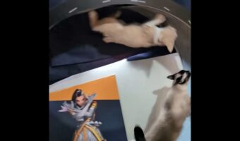 キャットホイールで逆方向に進もうとするネコの兄妹。その結果・・、妹がグルっと大回転！？【アメリカ・動画】