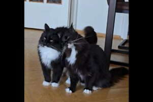 仲良しすぎるネコの兄弟。くっついて離れないし、動きも一緒で息ぴったり！【海外・動画】